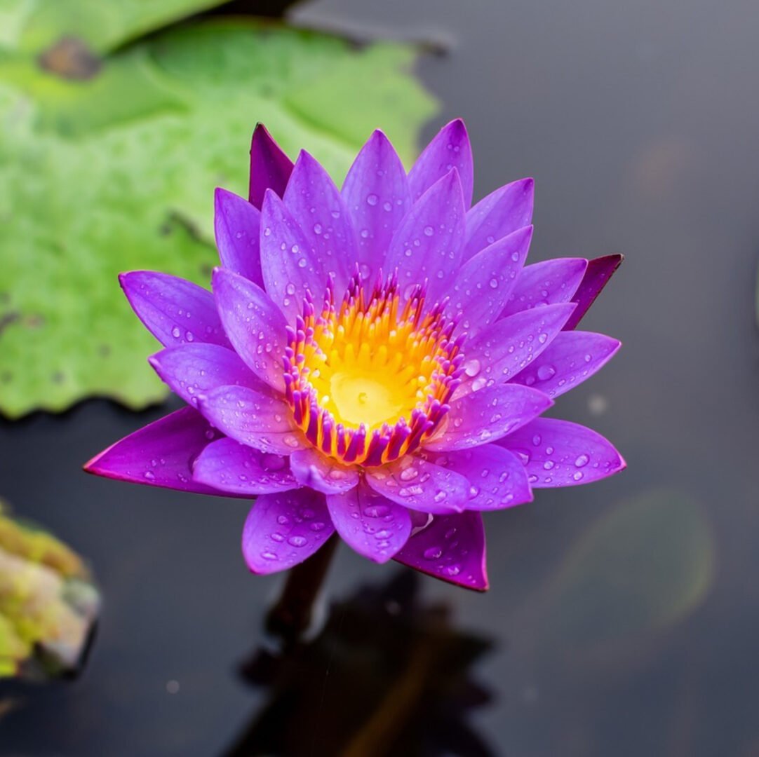 Blauwe Lotus Bio - 15 g - 2