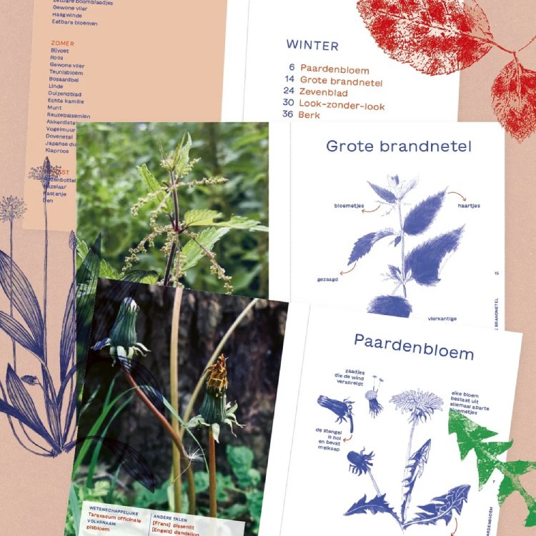 Wildkruid: ontdekkingsboek voor kinderen en volwassenen - 3