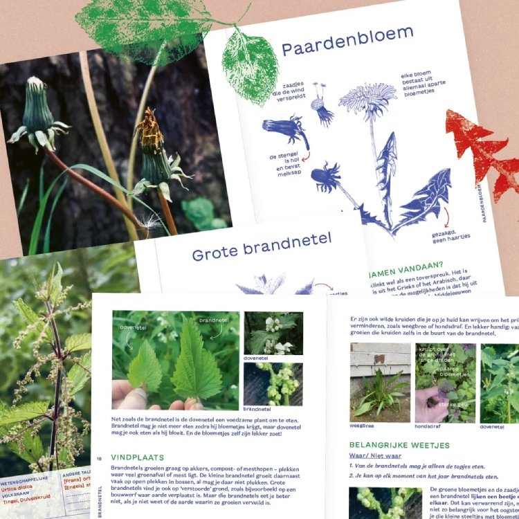 Wildkruid: ontdekkingsboek voor kinderen en volwassenen - 4