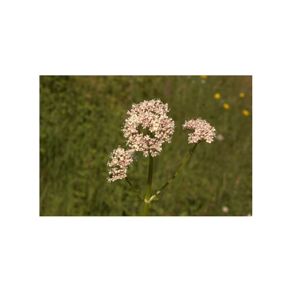 Tinctuur Valeriaan Bio - 50 ml - 2