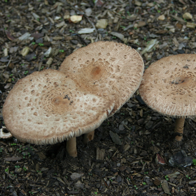 Shitake Bio - 180 Capsules - 2